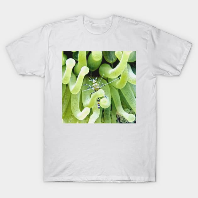 Spotted Cleaner Shrimp posing on Giant Green Sea Anemone T-Shirt by Scubagirlamy